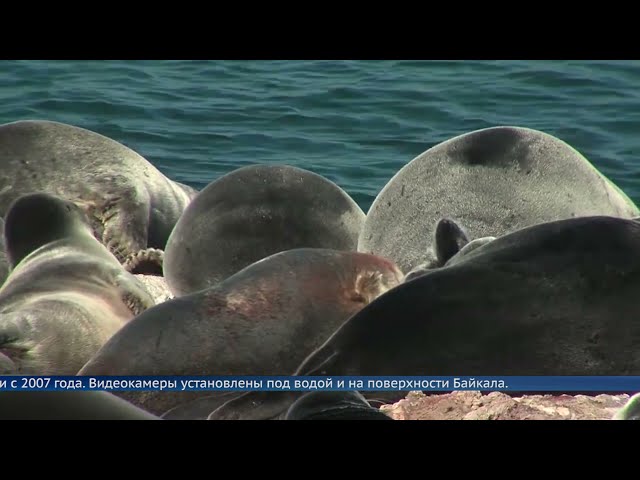 Байкальским нерпам грозит опасность