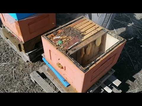 12 marca 2022 przedwiośnie