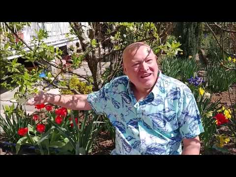 BELE ROŽE IZ ATEN (LIVE) - NACE JUNKAR, 2020