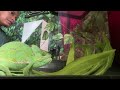 𝑺𝒉𝒂𝒆𝑻𝑽 Is Live Setting Up My Chameleon Terrain