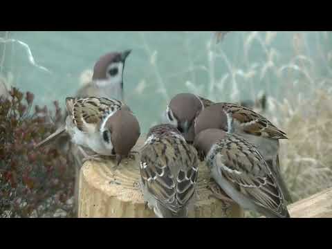 可愛いすずめ達  20220208pm 10（天満宮）