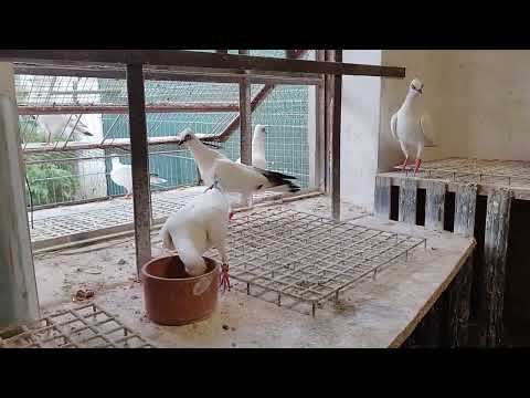 Taube wiener flüchtig#Pigeon viennese fly#Gołąb Wiedeński lotny 🕊️🕊️🕊️