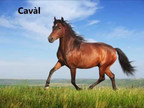 Emilian-Romagnol - Animals