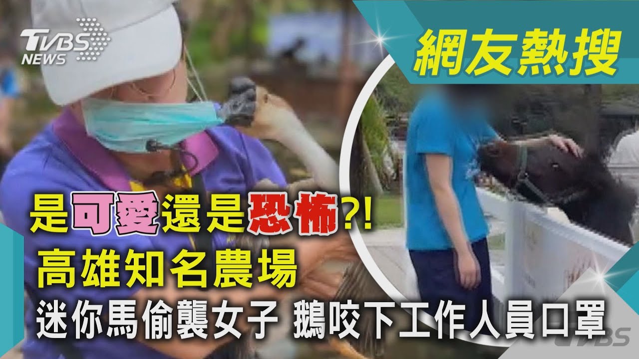 影音/是可愛還是恐怖?!高雄知名農場 迷你馬偷襲女子 鵝咬下工作人員口罩