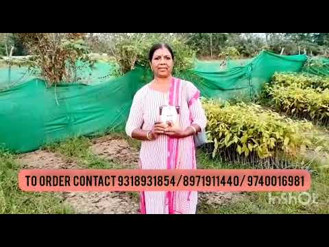 500g Aavishjia Well 3 Millets Health Mix