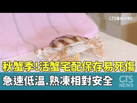 秋蟹季！　活蟹宅配保存易死傷　急速低溫.熟凍相對安全
