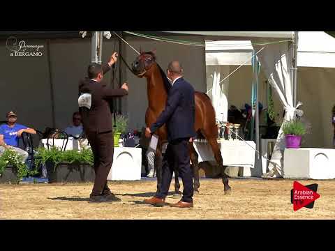 N.51 RED AAMIR - Bergamo 2017 - 4-7 Years Old Stallions (Class 9)