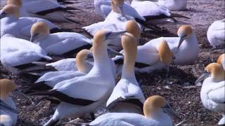 Big Daddy Weave - What Life Would Be Like