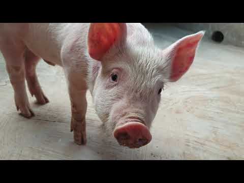 How to Make your  Own pig 🐖 feed by your self