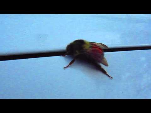 Bumblebee on a Winter Day