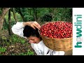 Fair Trade Coffee How To Buy Fair Trade Coffee