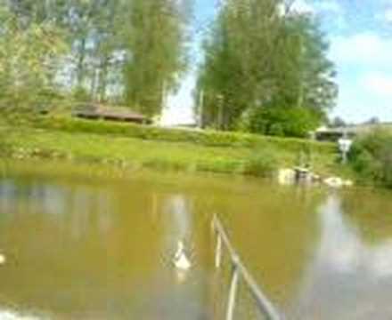 Viech im Stadtbad Ichenhausen