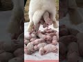 Cute Rabbit Baby Shorts Rabbit Shortsvideo Short