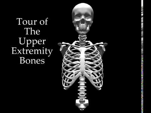 Upper Extremity Bones