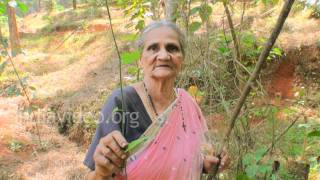 Home remedy for piles - Ayapana tree (Vishapaccha) 