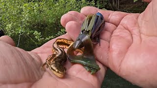 Salamanders Assault My Jig!!! Post Spawn Bass Fishing (MTB Pro Box Unboxing)