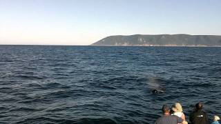 preview picture of video 'Long-finned Pilot Whales and the Oshan'