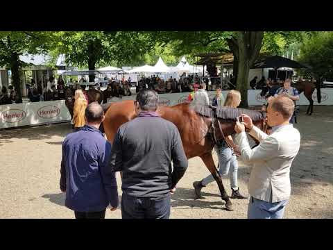 Aufgalopp von King's Hollow: nach dem Rennen - das Fazit