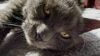 Katatonia - Sulfur (Fan Video)