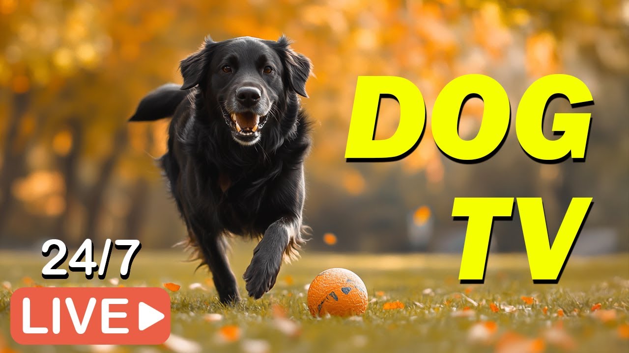🔴[LIVE] DOG TV🐶Video Entertainment for Lonely Dog When Home Alone💖Music to Cure Anxiety for Dog💖