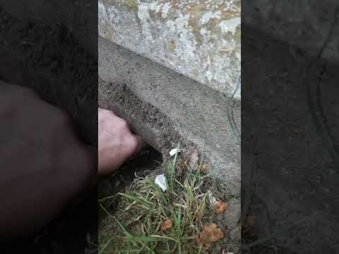 Mole Traps: Where To Set Them.