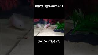 ささかま日誌2026 05 14　 #ウーパールーパー
