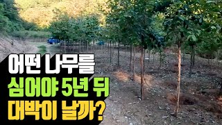 어떤 나무를 심어야 5년뒤 대박이 날까 | 나무대장