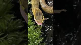 アマガエルを捕食するヒバカリ