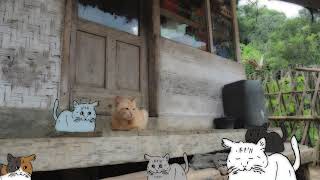 ねこ活動 #301