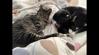 エーペックス　爪痕ダブハン　取りに行きます　ランク＠２