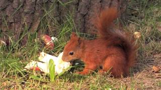 preview picture of video 'Warsaw In Your Pocket - Red Squirrel in Łazienki Park'