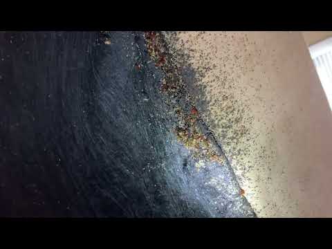 Bed Bugs Are Under the Couch in Mantoloking, NJ