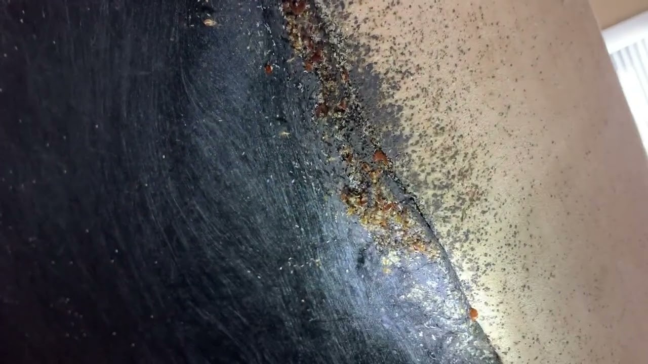 Bed Bugs Are Under the Couch