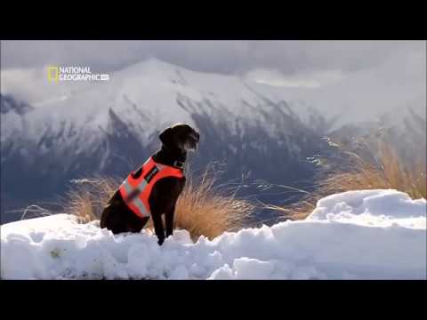 PSICOLOGIA COMPARATIVA