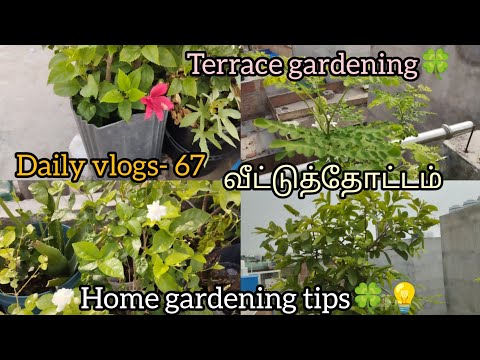 Daily vlogs- 67 | வீட்டுத்தோட்டம் | Terrace gardening tips| Home gardening| Sivagami gardening