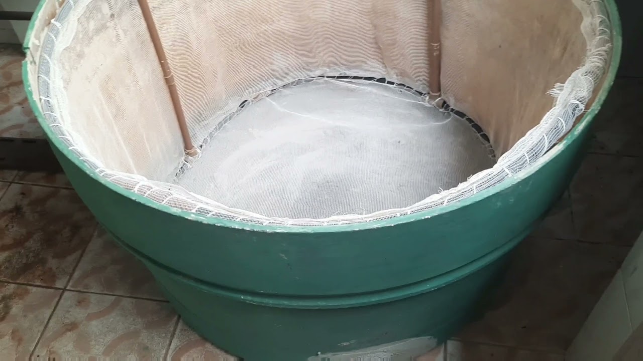 V 48 - LAMBARI, acabou o mistério de sua reprodução em caixa d'água, simples e prático. Confira.