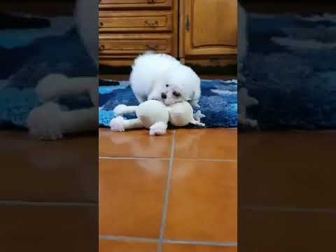 Perros Bichón Frisé en venta