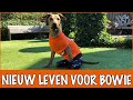 Waarom Bowie een amputatie moest ondergaan! | DierenpraatTV