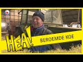 HEA! De koeien van boer Lootsma