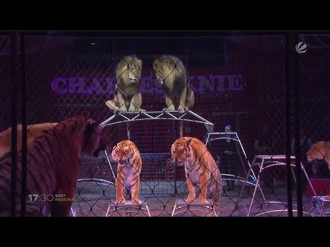 Kontroverse Zirkustierhaltung: Zirkus Charles Knie wehrt sich gegen Tierquälerei-Vorwurf