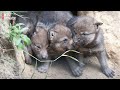Wolvenwelpjes geboren in DierenPark Amersfoort [RTV Utrecht]