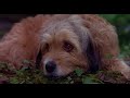 Filme Completo Dublado Aventura Benji Um Cão Desafia A Selva