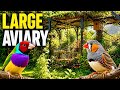 So Many Chicks ️ ️ ️ Inside My Breeding Aviary Bird Breeding Update