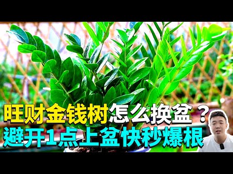 金錢樹換盆