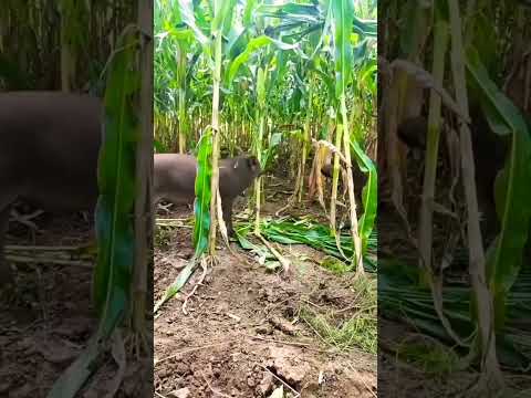 Wild boar destroying corn or maize 🌽 crops #wildanimals #boar #dangerous