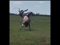 Guy does insane 360 on an uncontrolled horse