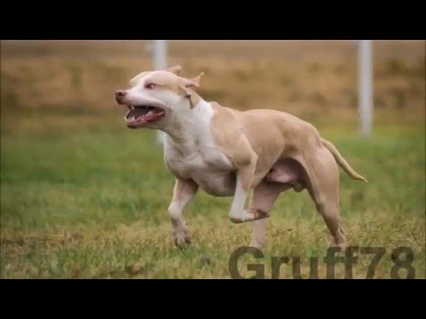 Mikulás napi coursing edzés