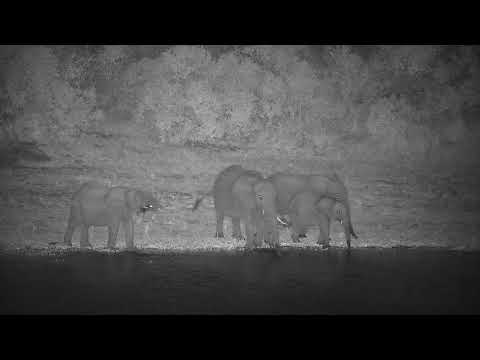 Djuma: Lone Elephant and then a small group shows up - 22:40 - 03/05/2022