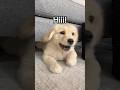 How My Puppy Greets People Dogs Dogshorts Puppy Goldenretriever Goldenretrieverpuppy Puppies