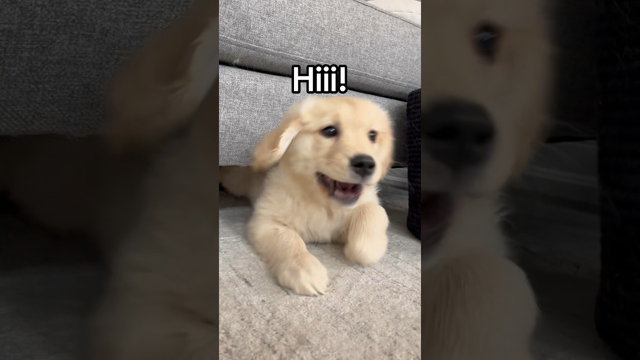 How my puppy greets people🐶 #dogs #dogshorts #puppy #goldenretriever #goldenretrieverpuppy #puppies